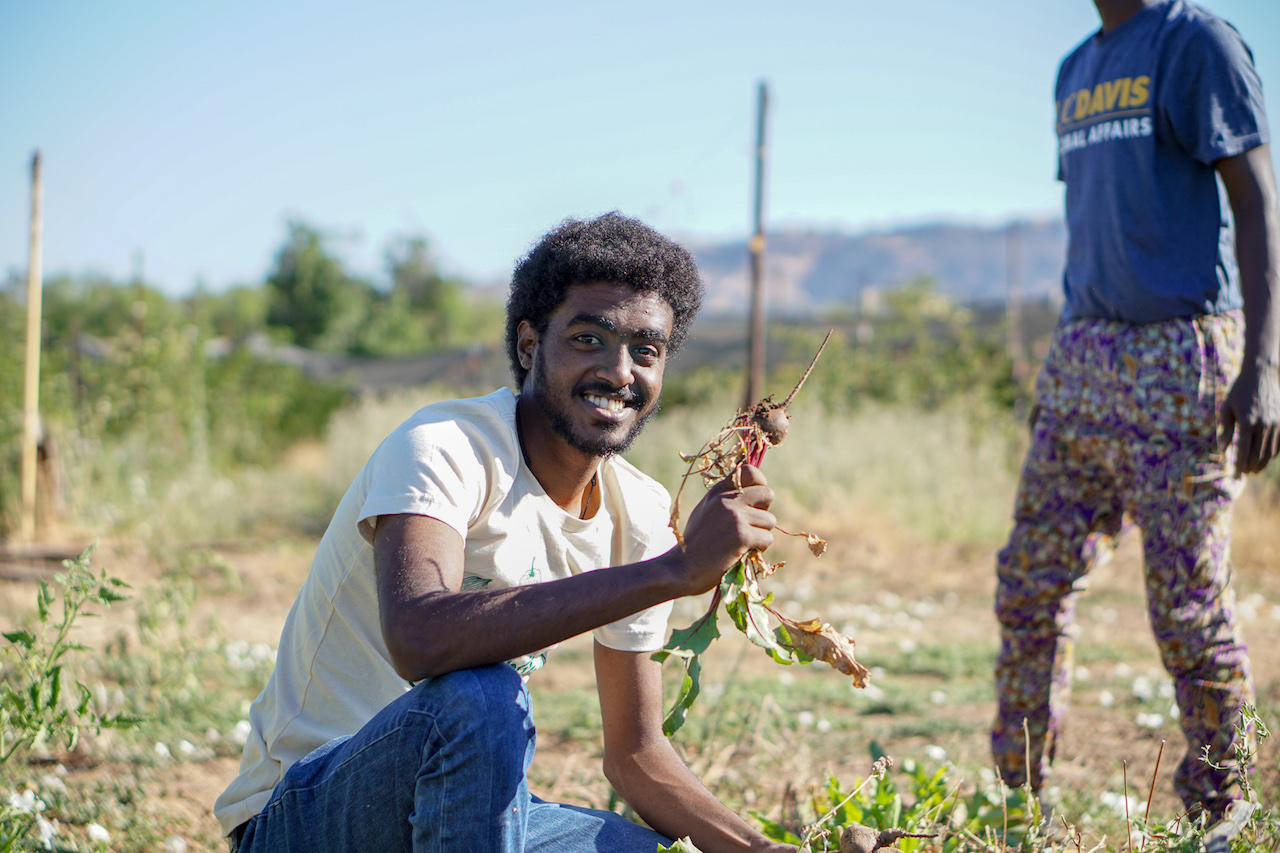 Abraham Genetu Tiruneh harvests beets at Gauchito Hill Farm in support of Yolo Food Bank