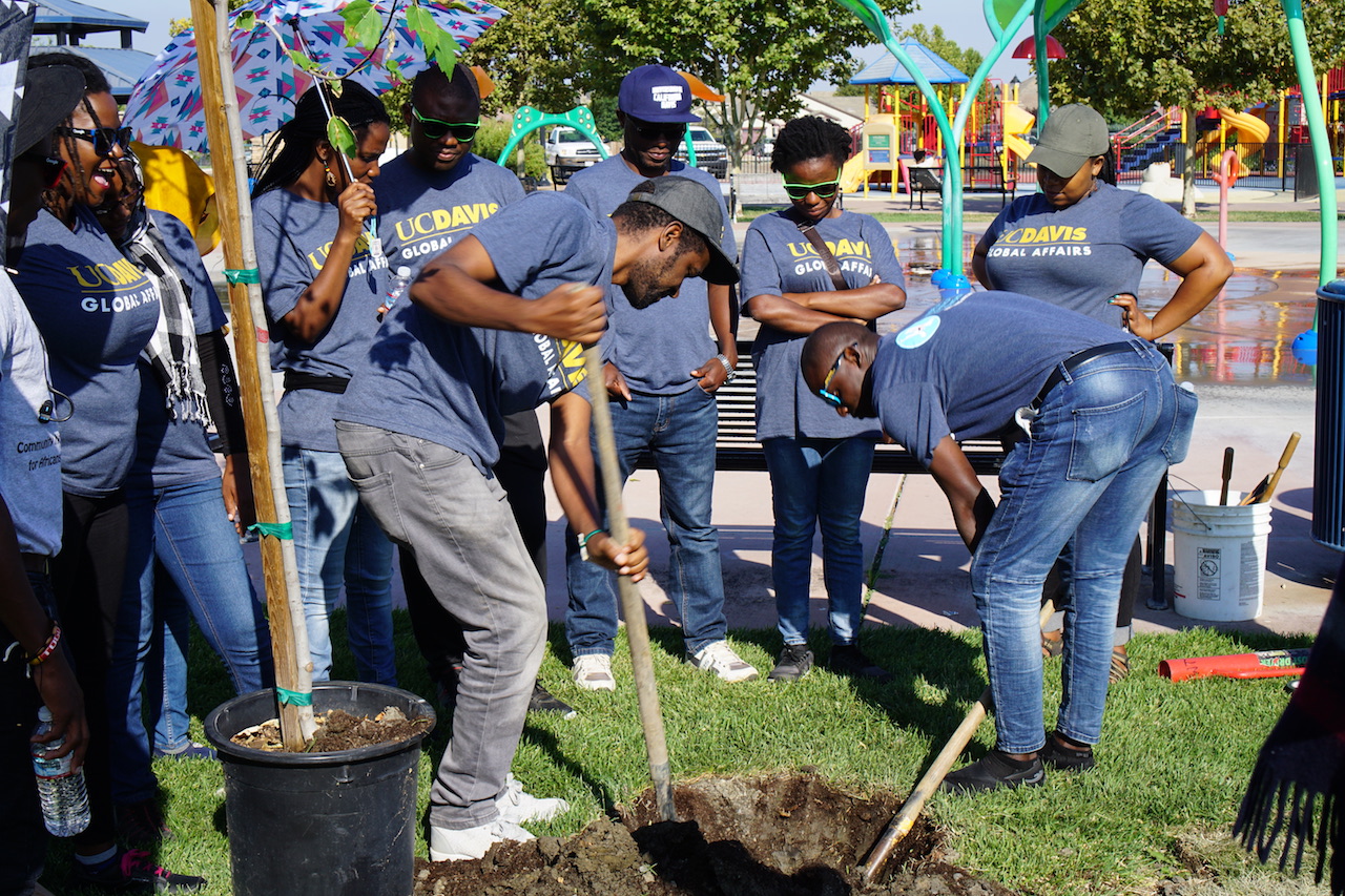 Milkias Berhanu and Abubakarr Swaray plant the first of 30 trees at Jack Slaven park while the other fellows cheer them on 