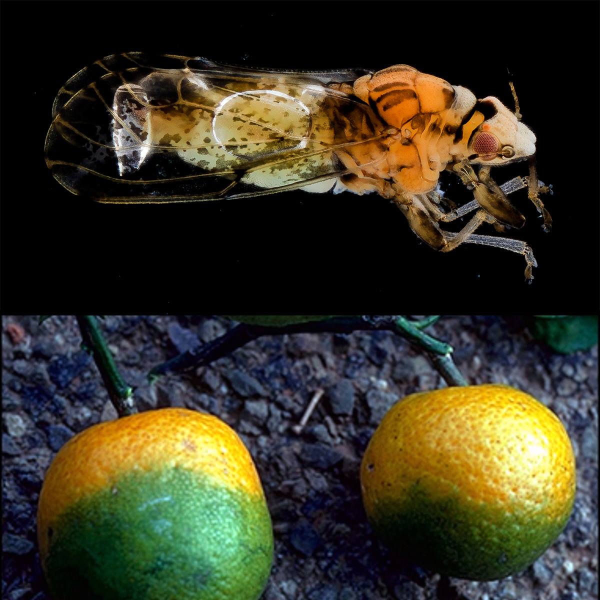 Citrus greening disease