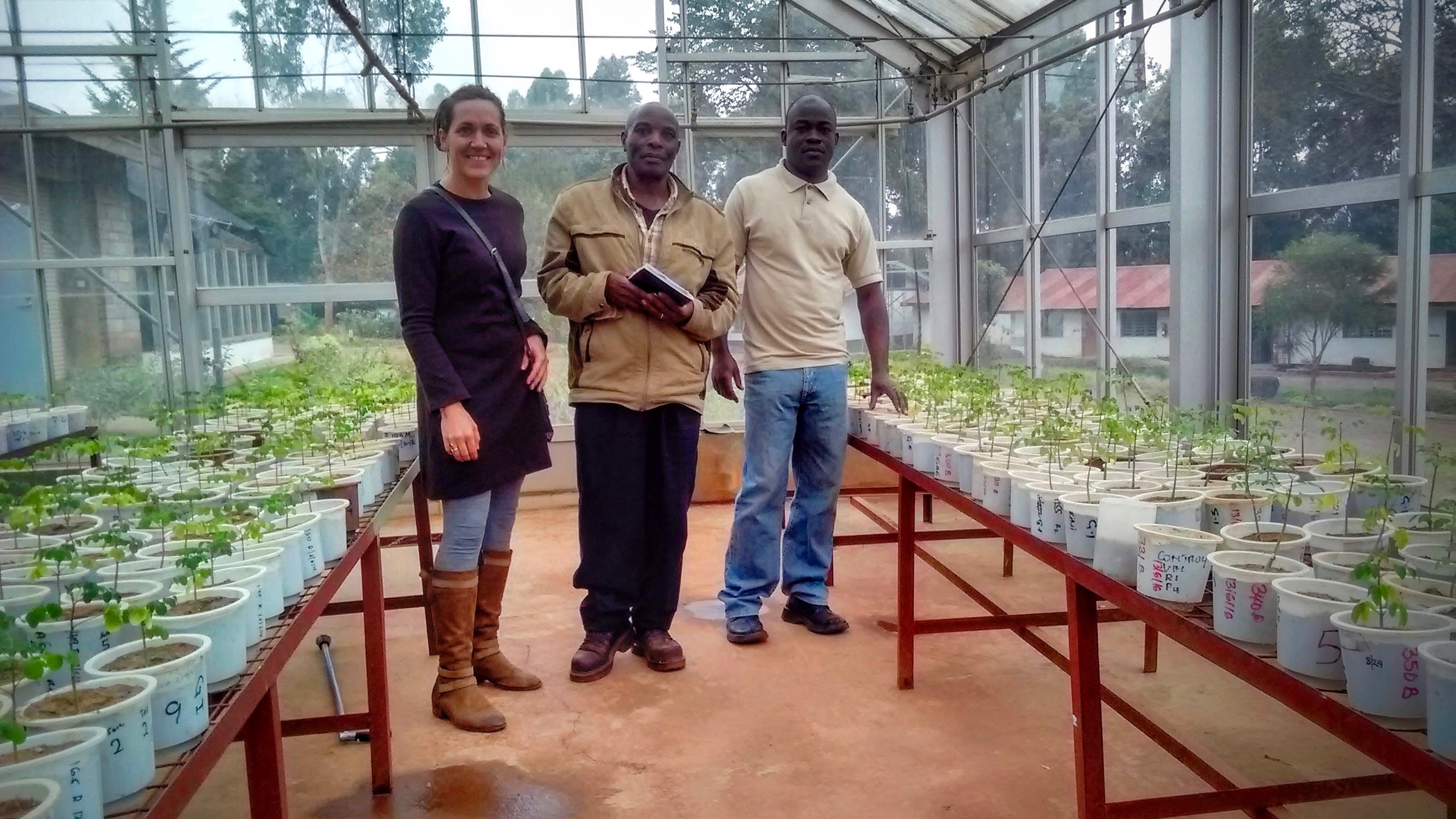 Waterman (left) during breeding experiments that determine the best varieties at The Kenya Forestry Research Institute.