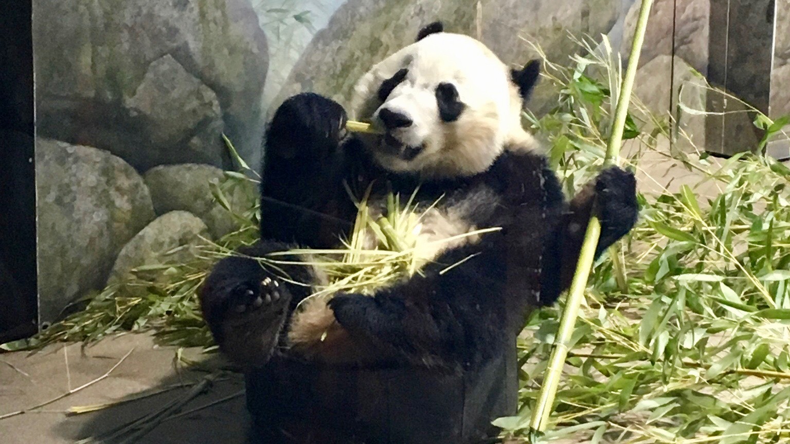 One of the three Giant Pandas in its enclosure at the Smithsonian National Zoological Park.