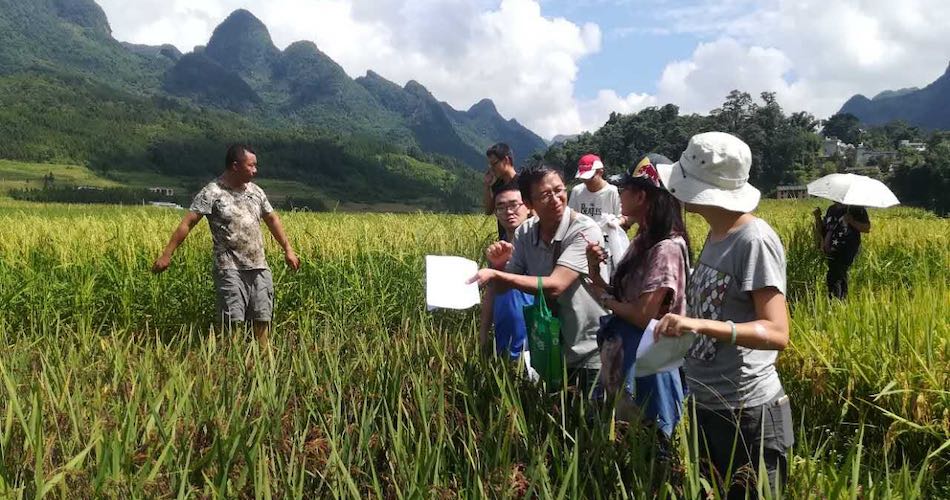 Bangbang Co-op consumers visiting a small farmer's organic rice field in a Zhuang village, southwest China, to learn about his farming practices. (Miaomiao Qi)