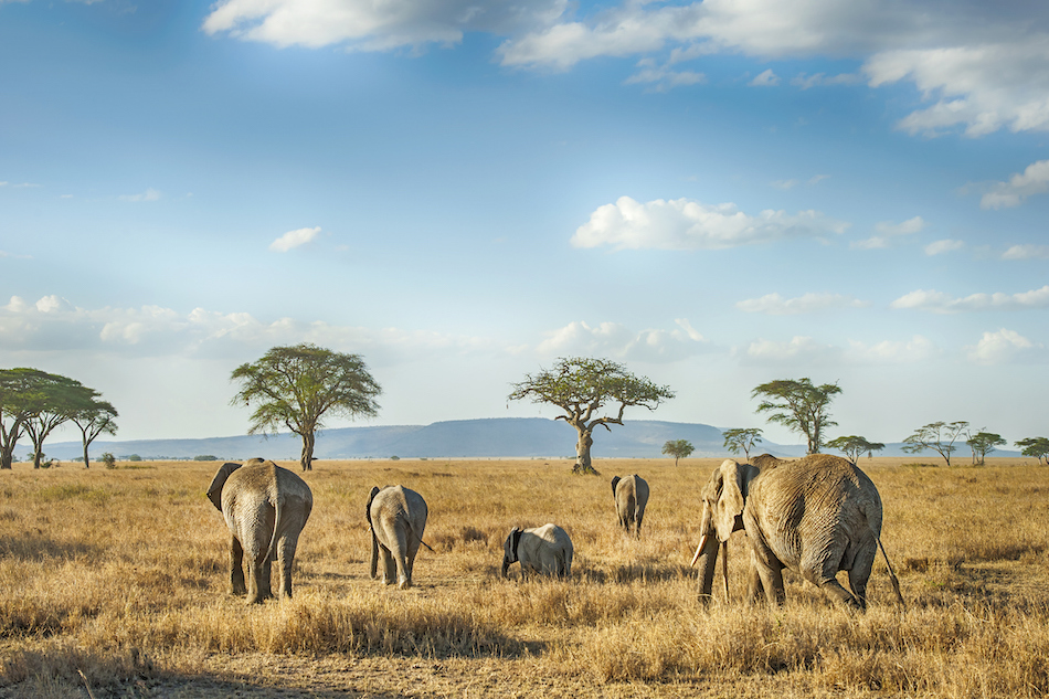 A small group of African elephants move in the plains of the Serengeti. (Getty)