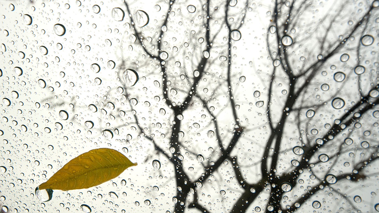 Raindrops and a yellowing leaf on glass with bare trees limbs outstretched in the background