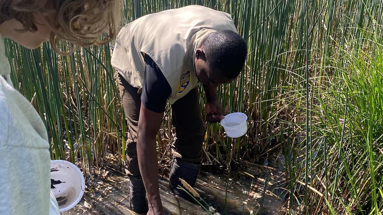Silas is bent over at the waste toward the camera. He holds a water collection container in his left hand that is half filled. With his right hand, he reaches down into the wetlands in which he stands next to tall green grass as he collects another sample. Another volunteer observes from off to the side, mostly cutoff by the camera. 