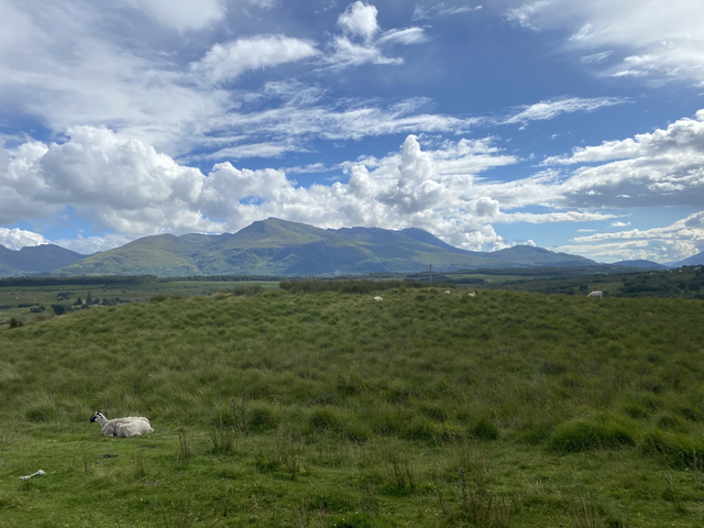 Sheep grazing in a Scottish field