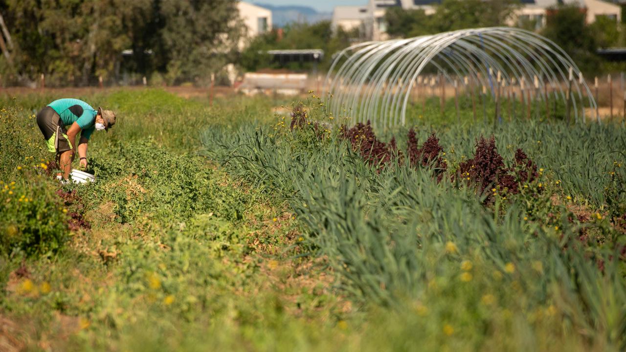 Person farming