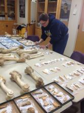 Susan Lagle leans over a large table to examine the bone samples laid out on it. She wears a navy hoodie and had her brown hair pulled back in a ponytail.