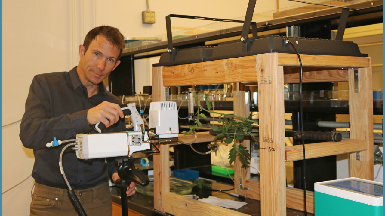 Tom Buckley, UC Davis Dept. of Plant Sciences, is measuring leaf hydraulic conductance in tomato leaves. (photo Ann Filmer/UC Davis) Tom Buckley measuring leaf hydraulic conductance