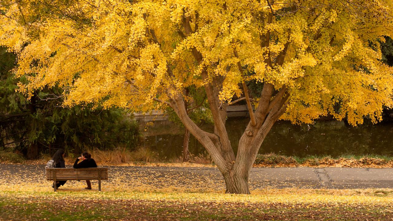 Two people talking on bench outside by tree