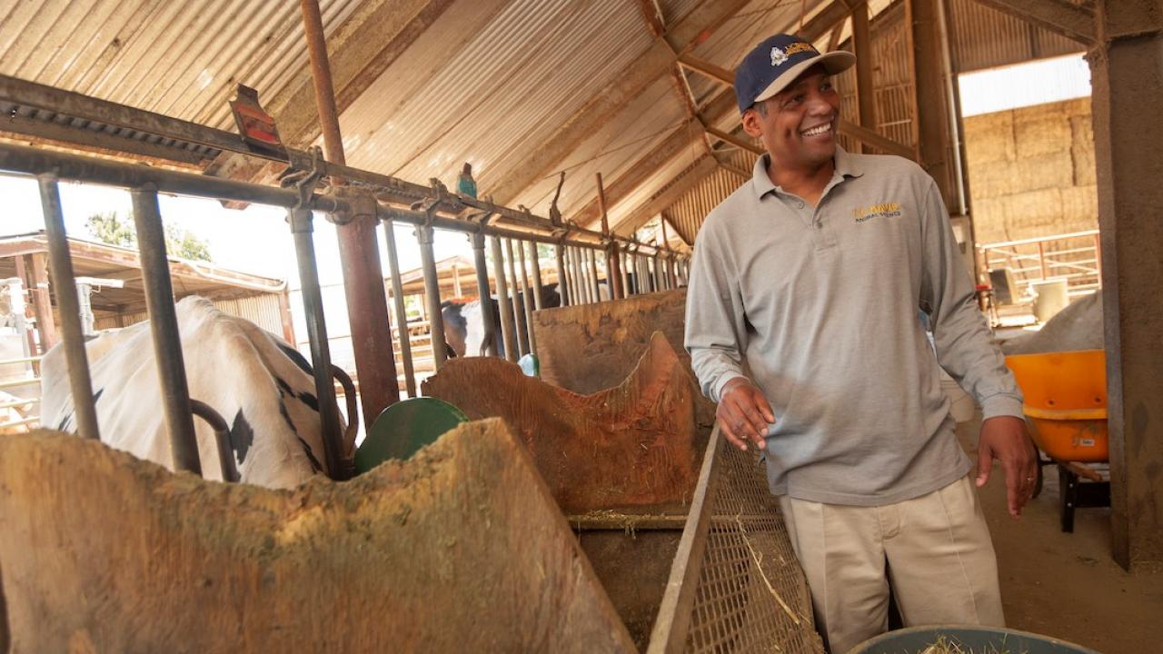 Professor Ermias Kebreab with the UC Davis Department of Animal Science is conducting research with dairy cows to find out if seaweed will reduce methane emissions from cattle. Results are promising, but not final. (Gregory Urquiaga/UC Davis) Professor Kebreab