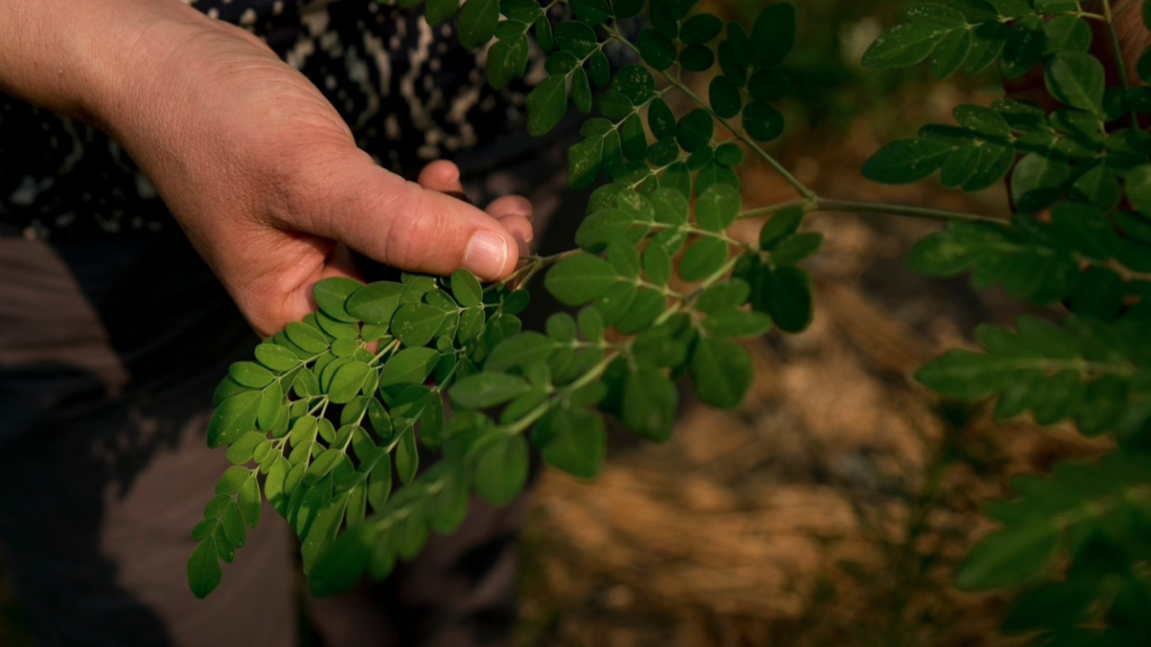 Moringa