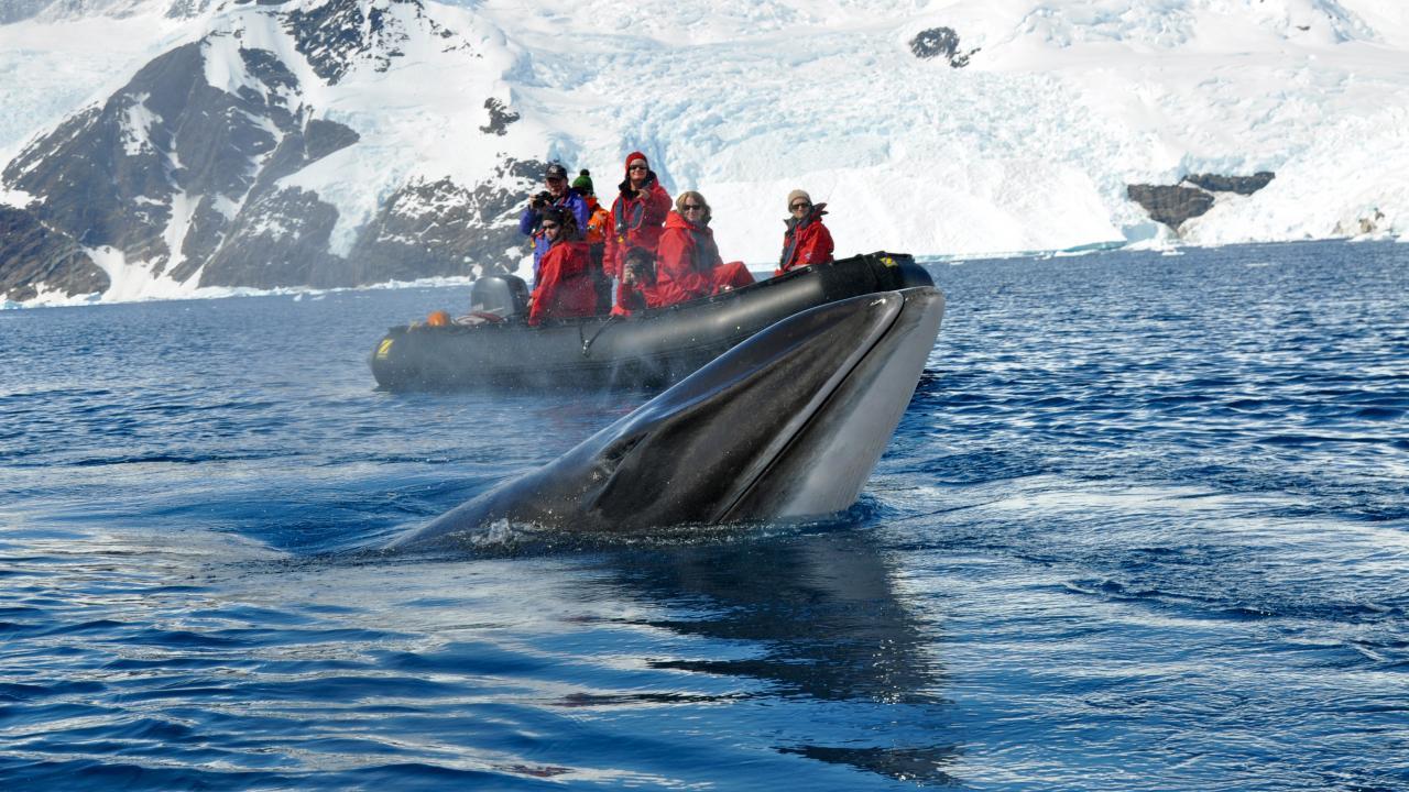 Whale surfacing in front of a Zodiac // UC Davis Seminars Abroad Antarctica Whale surfacing in front of a Zodiac