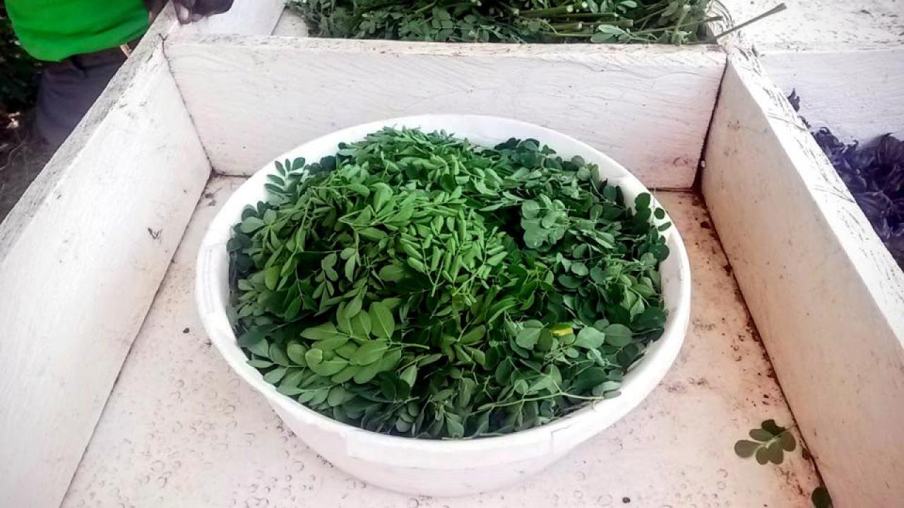 Bowl of harvested moringa in Rongo, Kenya at the Lawala Community Clinic. (Photo courtesy of Carrie Waterman) Bowl of harvested moringa in Rongo, Kenya at the Lawala Community Clinic