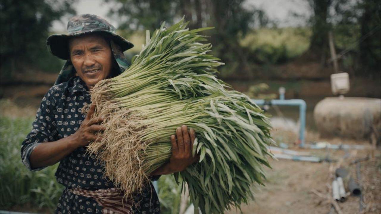 Cheang Sophat collects bundles of fresh water spinach from his fields to deliver to the Tasey Samaki Agricultural Cooperative’s packinghouse, to fulfill a customer’s order. (Max Fannin for UC Davis) Cheang Sophat collects bundles of fresh water spinach from his fields to deliver to the Tasey Samaki Agricultural Cooperative’s packinghouse, to fulfill a customer’s order.