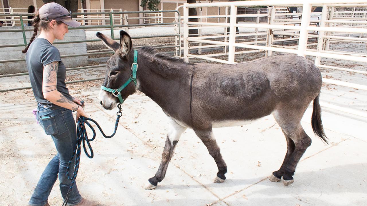 QUINN SPOONER / AGGIE donkey