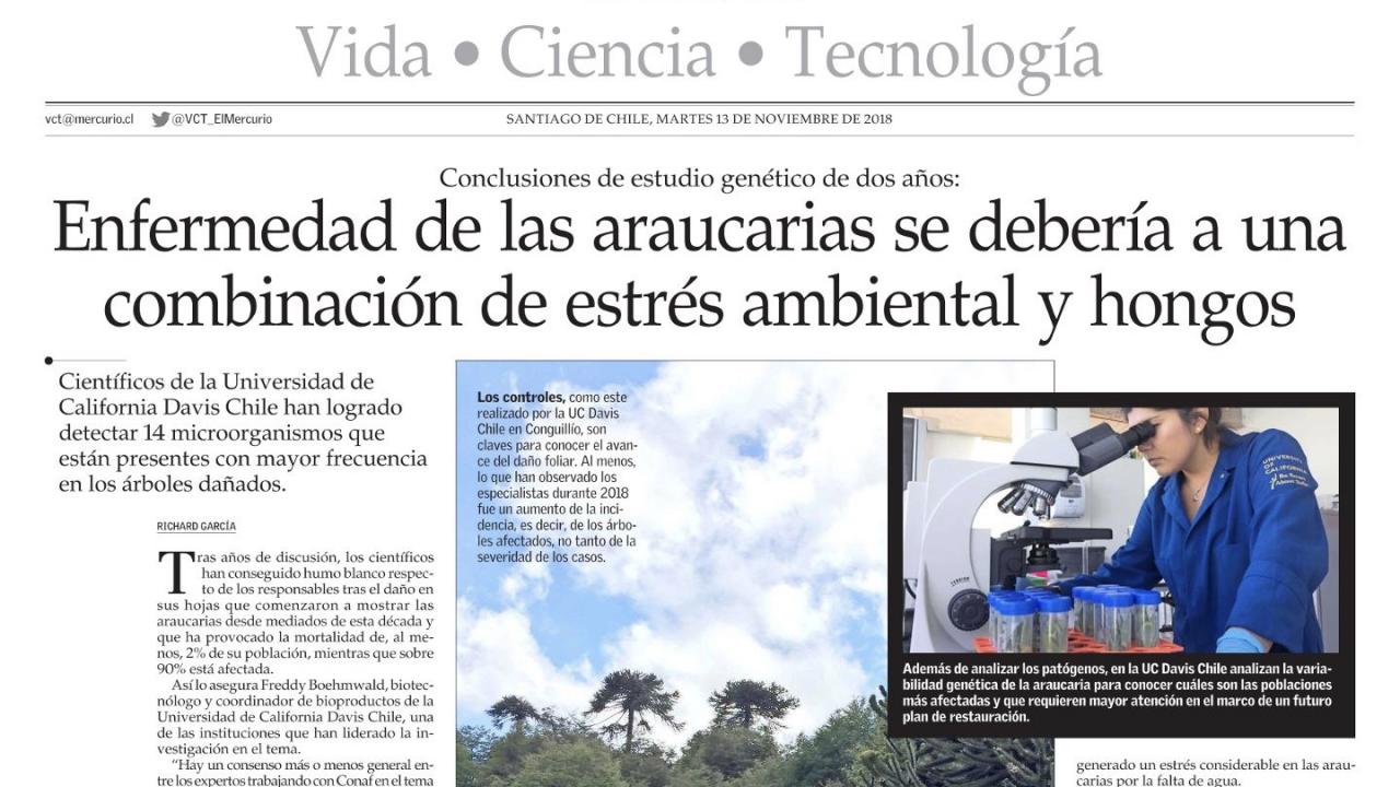 Researchers at UC Davis Chile analyzing samples of araucaria trees.(El Mercurio) Researchers at UC Davis Chile analyzing samples of araucaria trees.