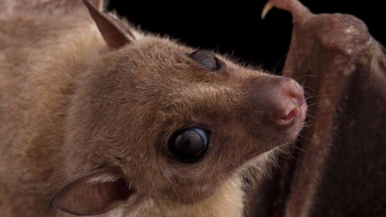Scientists detected Marburg virus in five Egyptian fruit bats, like this one, in Sierra Leone. (Getty) bat with disease