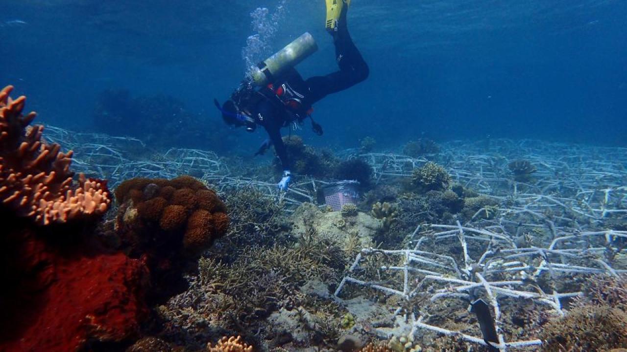 A diver checks on restoration structures called "spiders" at a coral reef project in Indonesia. (Jordan Hollarsmith/UC Davis) scuba diving