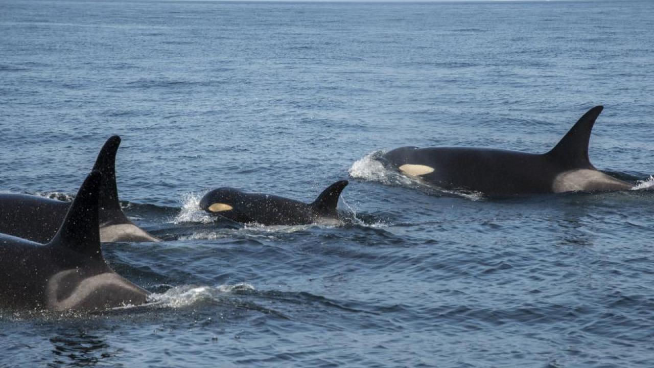 J50, or Scarlet, a southern resident killer whale in the Salish Sea, keeps up with her family in August 2018. (Katy Foster/NOAA Fisheries) whale