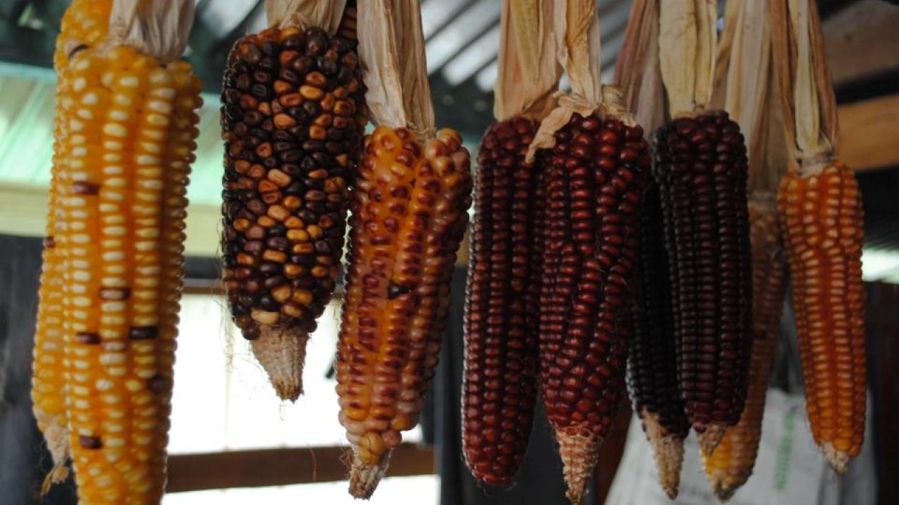 Crossbreeding conventional varieties of corn could reduce the need for added fertilizer and increase yields in regions with poor soil. (Alan Bennett/UC Davis) Corn