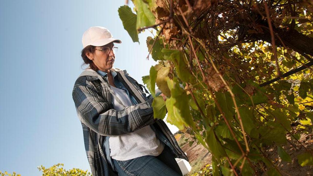 Fulbright Scholar Nihal Buzkan of Turkey checks a vine graft as part of the research she is doing in the Department of Viticulture and Enology. (Gregory Urquiaga/UC Davis) nihal-fulbright