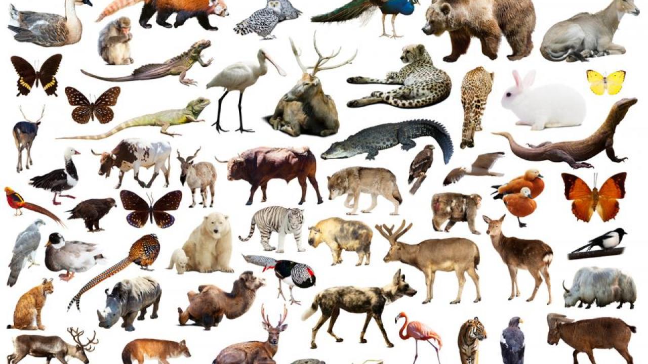 UC Davis is the administrative home for the Earth BioGenome Project, a global effort to sequence the genetic code of all the planet’s eukaryotes — some 1.5 million known species including all known plants, animals, protozoa and fungi. (Credit: Thinkstock) animals