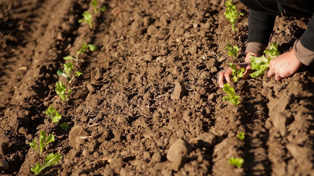 Student plants crops at the UC Davis Student Farm