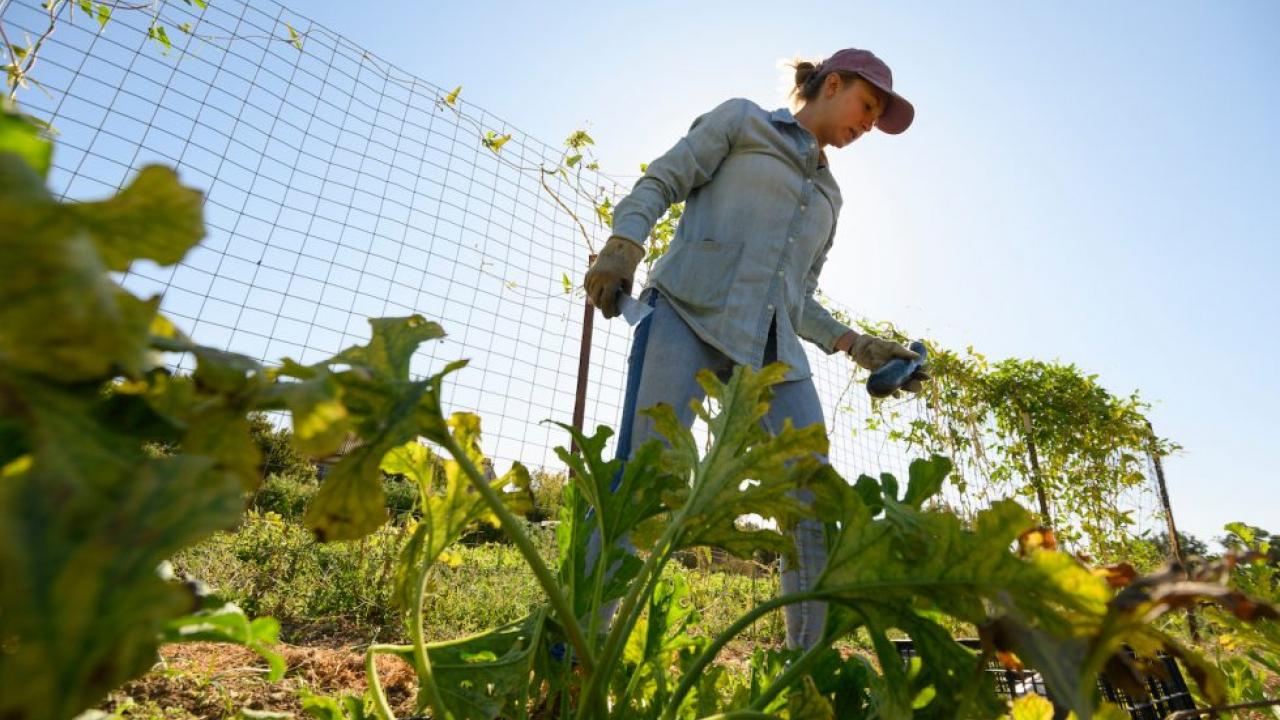 Daniella Schoenfeld, a sustainable agriculture and food systems major, tends to sweet peppers at the Student Farm for the UC Davis Dining Services in 2019. (Gregory Urquiaga, UC Davis)
