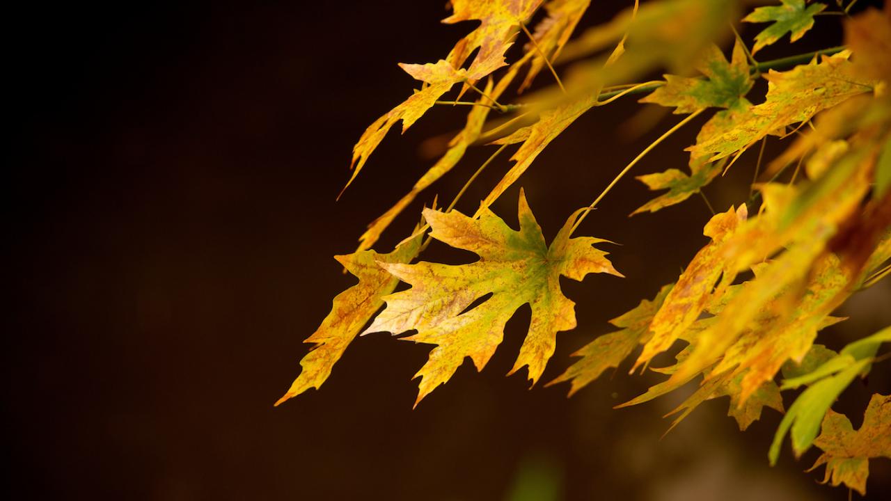 Golden autumn leaves