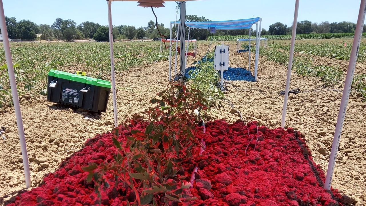 In a field surrounded by soil and tomato plants, a shaded area in front is lit in red. Further back in the photo, another shaded area appears lit in blue. 