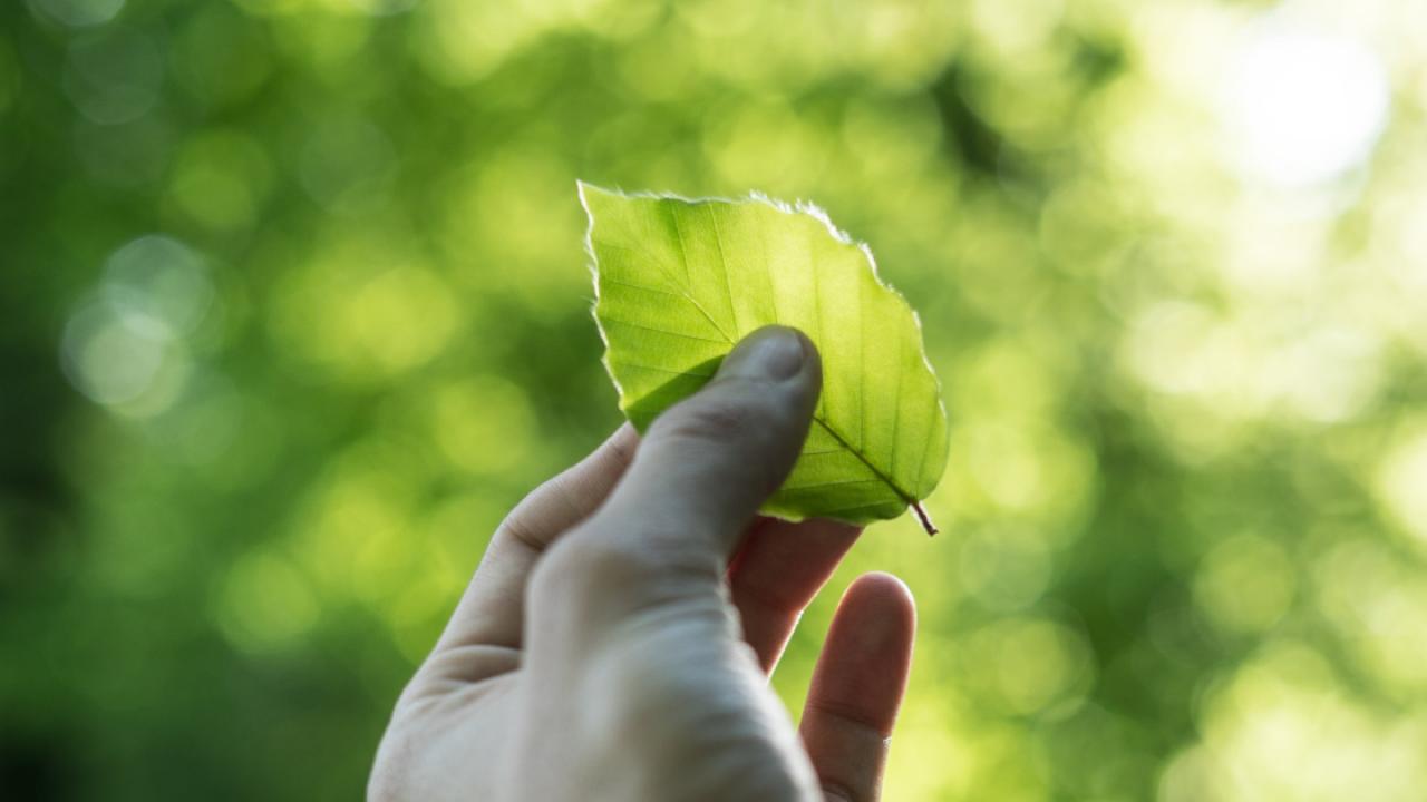 hand holding a leaf