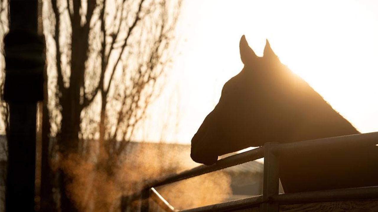 A horse pictured on the UC Davis Campus