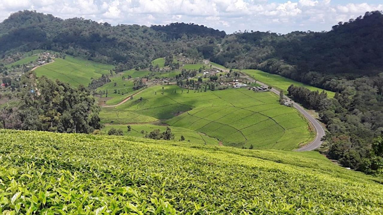 A landscape of rolling green hills of tea and a cloudy sky