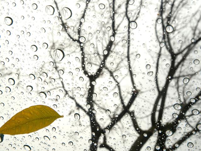 Raindrops and a yellowing leaf on glass with bare trees limbs outstretched in the background