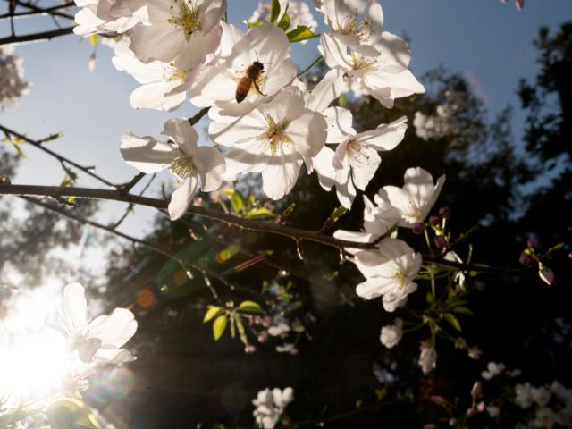 Spring blossoms at UC Davis