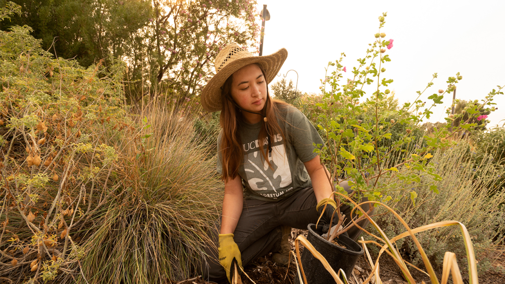 A student worker wears a straw hat and Arboretum as she tends to new plantings in a garden at the Arboretum and Public Gardens.