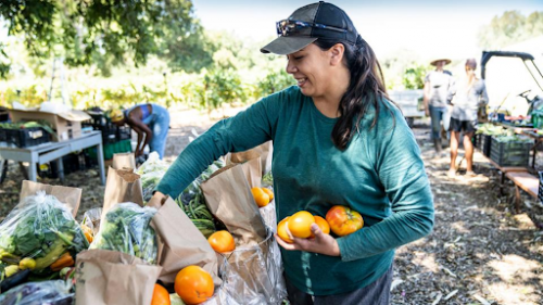 UC Davis student farmers packing vegetables at the UC Davis Student Farm