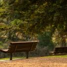 Empty benches at the Arboretum