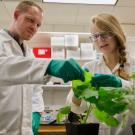 Zerbe and his student, Iris Mollhoff, working on using Nicotiana benthamiana for enzyme functional studies 