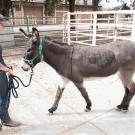 donkey