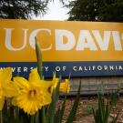 Daffodils are breaking through the soil for spring around the Old Davis Road UC Davis sign