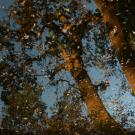 Oak trees and falling leaves
