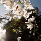 Spring blossoms at UC Davis