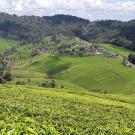 A landscape of rolling green hills of tea and a cloudy sky