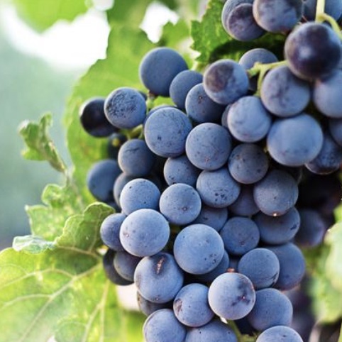 grapes