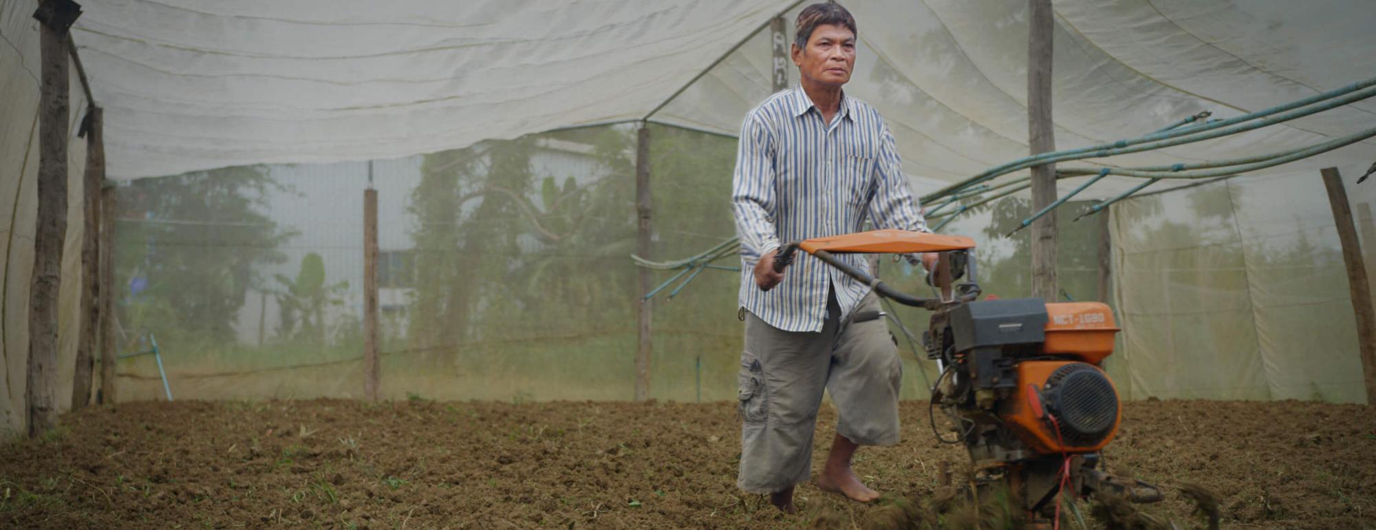 Many Cambodian farmers have started to grow their vegetables inside nethouses where the plants can be physically protected from pests and damaging torrential rain. Horticulture Innovation Lab researchers first proposed nets for pest management in Cambodia based on experience in Kenya where the nets were low to the ground, but farmers here wanted to be able to work inside.