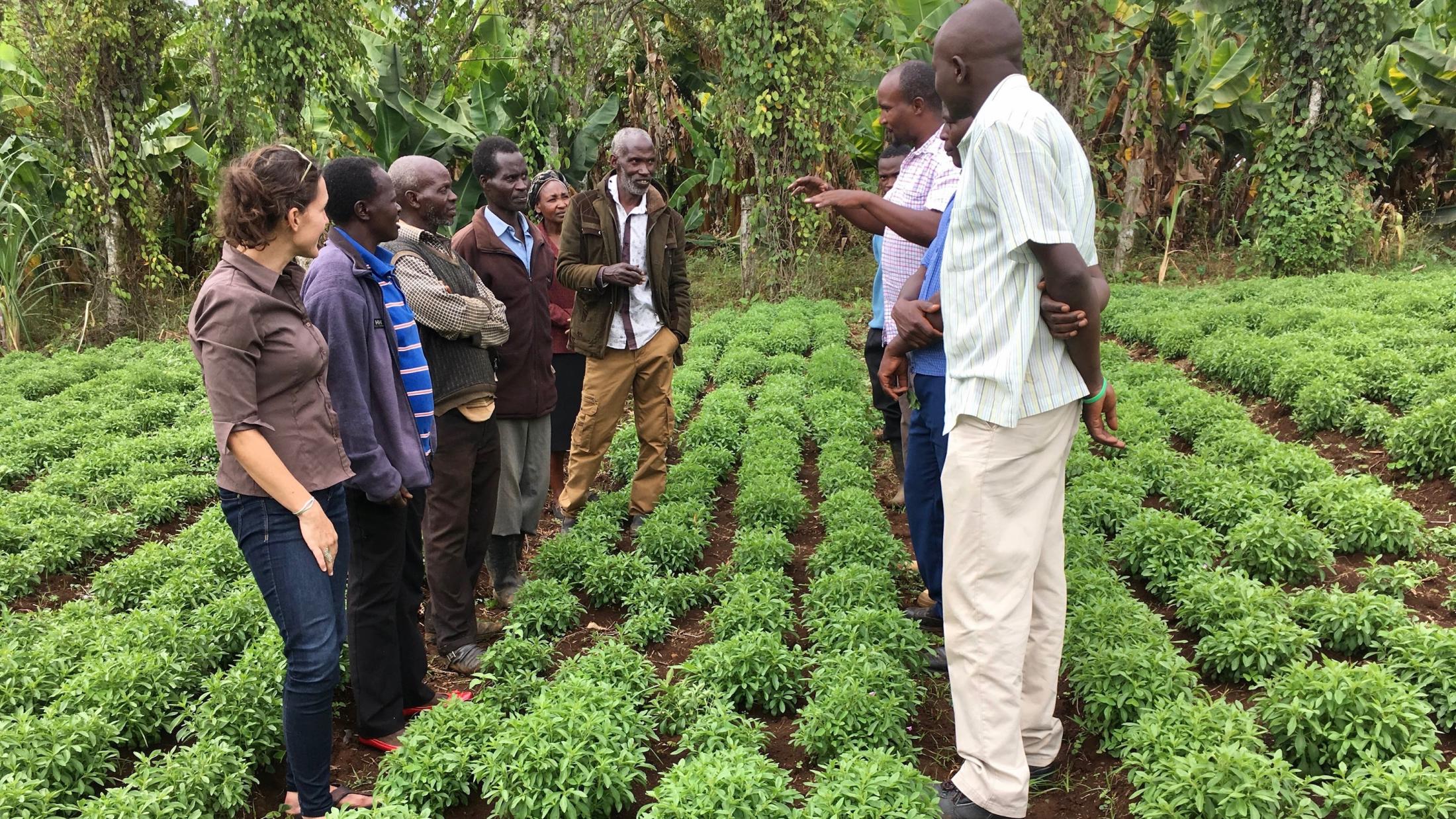 Carrie Waterman, assistant researcher in the College of Agricultural and Environmental Sciences, working on her Global Affairs Seed Grant for International Activities project in Kenya.