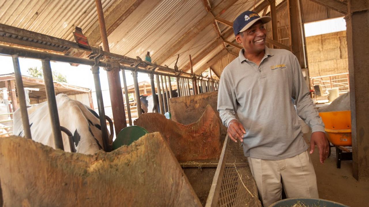 Professor Ermias Kebreab with the UC Davis Department of Animal Science is conducting research with dairy cows to find out if seaweed will reduce methane emissions from cattle. Results are promising, but not final. (Gregory Urquiaga/UC Davis) Professor Kebreab
