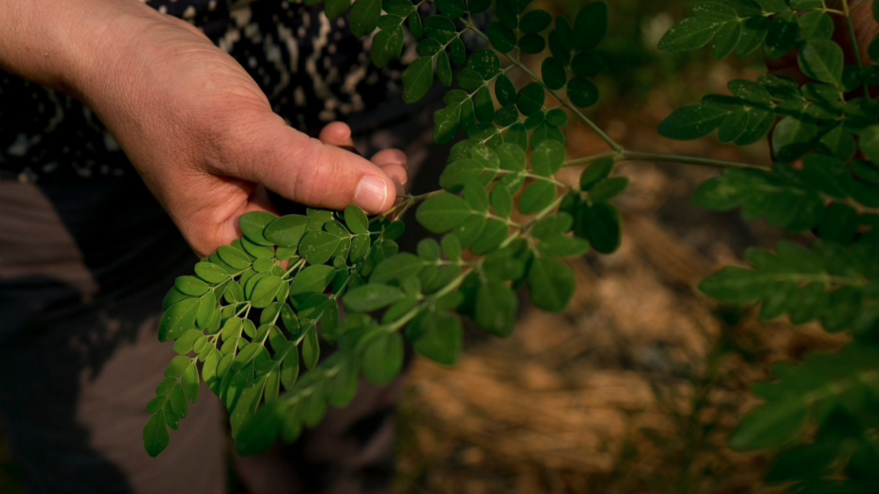 Moringa